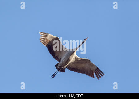 Européen Commun ou grue. Grus grus. Vol soutenu. Hickling. Broadland. Le Norfolk. L'East Anglia. UK. Banque D'Images