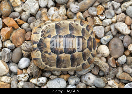 Épi Méditerranéen-thighed Tortoise (Testudo graeca ibera). Les juvéniles. De carapace. Anneaux de croissance. Vue dorsale. Élevés en captivité. Banque D'Images