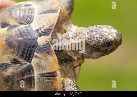 Épi Méditerranéen-thighed Tortoise (Testudo graeca ibera). Tête, cou étendu de carapace, ou coquille supérieure. Remarque la peau mue partielle sur le cou Banque D'Images