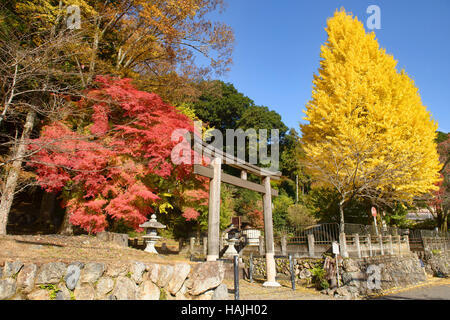 L'érable et le ginko arbre dans fautumn Shizuhara couleur au culte, Kyoto, Japon Banque D'Images