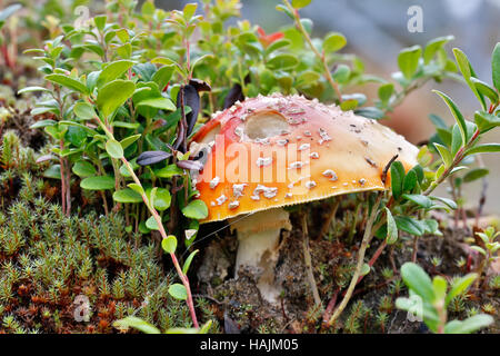 Champignons toxiques agaric fly une pousse dans le nord de la forêt de mousse Banque D'Images
