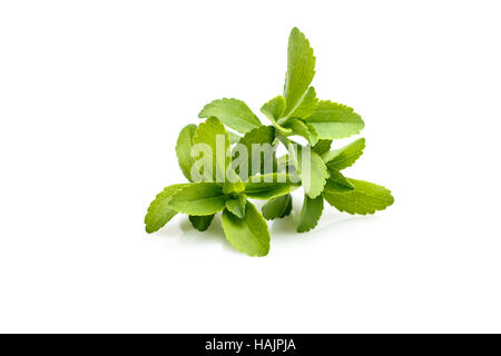 La stévia, plante sweetleaf ou sugarleaf (Stevia rebaudiana) Banque D'Images