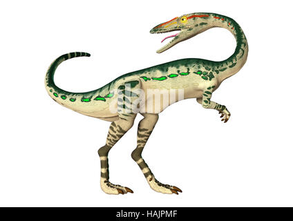 Le rendu 3D d'un dinosaure Coelophysis isolé sur fond blanc Banque D'Images