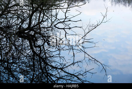 Les branches des arbres surplombant et dans l'eau reflétant Banque D'Images