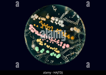 Les colonies de couleur des bactéries dans des boîtes de Pétri Banque D'Images