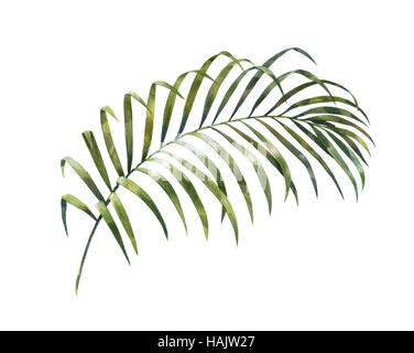 Peinture de cocotier feuilles isolées sur fond blanc Banque D'Images