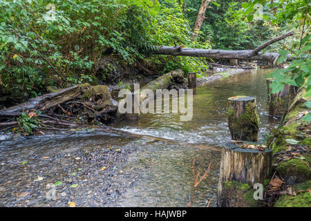 L'eau s'écoule dans le Des Moine Creek dans l'État de Washington. Banque D'Images