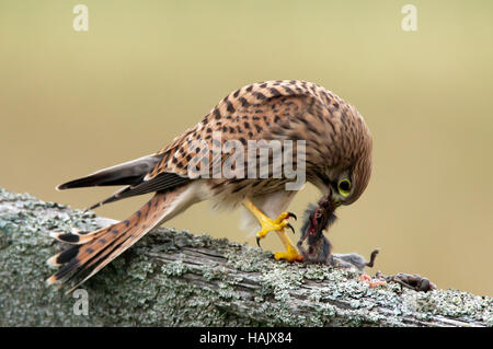 Un jeune crécerelle (Falco tinnunculus) manger son petit-déjeuner sur une vieille clôture en bois roundpole tôt le matin. Banque D'Images