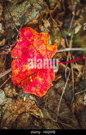 Automne feuilles rouges sur la mousse et le feuillage. Banque D'Images