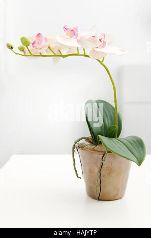 Orchidée blanche en pot de fleur sur la table Banque D'Images