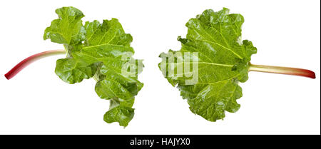 Rhubarbe fraîche isolated on white Banque D'Images