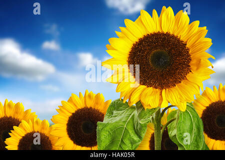 Champ de tournesol sur fond de ciel bleu Banque D'Images