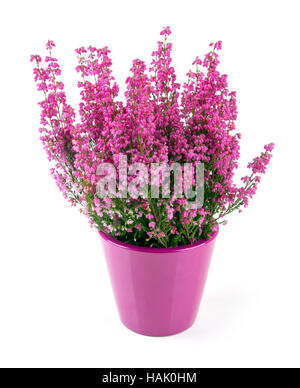 Heather rose planté en pot isolated on white Banque D'Images