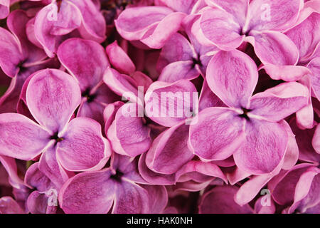 Close up de fleurs lilas mauve Banque D'Images