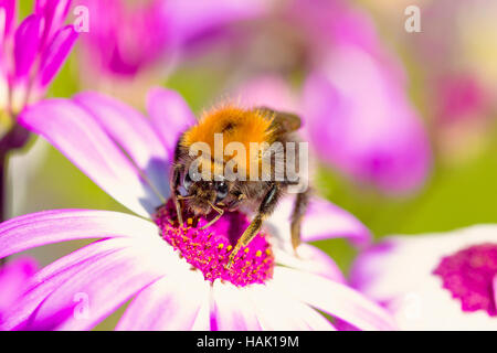 Plan macro sur abeille sur fleur Banque D'Images