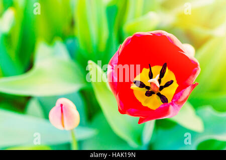 Tulipe rouge fleur fleur with copy space Banque D'Images