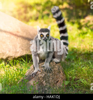 Ring tailed lemur assis sur le rocher Banque D'Images