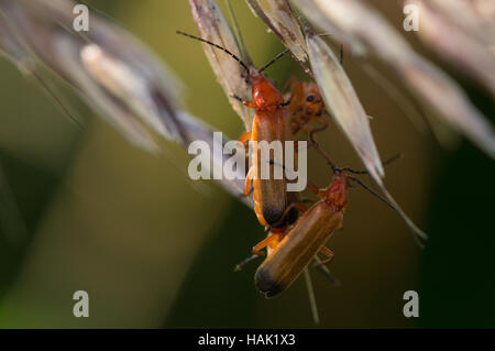 Soldat rouge commun (Rhagonycha fulva) ramper sur l'herbe sèche des graines. Banque D'Images