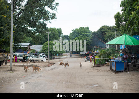 Chiens de rue Mingun Myanmar // MINGUN, Myanmar — les chiens de rue sillonnent l'artère principale de Mingun, une ville située près de Mandalay dans le centre du Myanmar. Mingun est largement connu pour ses monuments bouddhistes importants, y compris l'énorme cloche de Mingun et la pagode inachevée (également connue sous le nom de Pahtodawgyi). La cloche de Mingun, coulée en 1808, est parmi les plus grandes cloches fonctionnelles au monde. La pagode inachevée a été commandée par le roi Bodawpaya en 1790 mais n'a jamais été achevée en raison de la mort du roi. La ville est une destination populaire pour les visiteurs explorant les sites culturels et religieux le long Banque D'Images