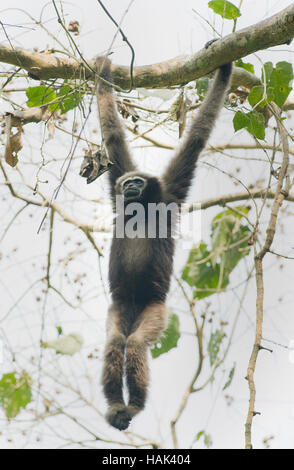 Gibbon Hoolock de l'Ouest (Hoolock hoolock) féminin, Gibbon Wildlife Sanctuary, Assam, Inde en voie de disparition Banque D'Images