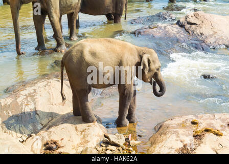 Un bébé éléphant se baignant dans une rivière, Kandy, Sri Lanka Banque D'Images