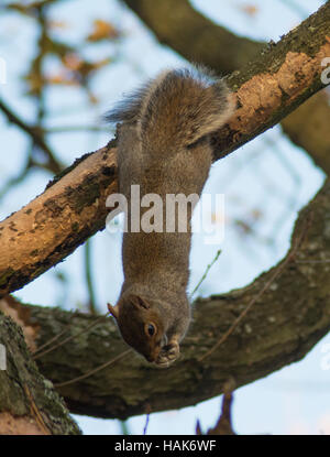 Acrobatic écureuil gris (Sciurus carolinensis) manger tandis que l'écorce accrochée à une branche d'arbre - humour animaux Banque D'Images