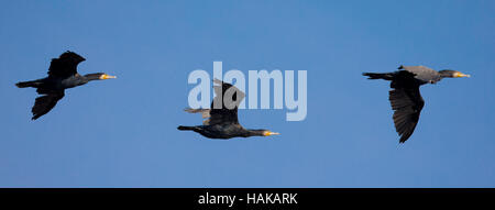 Groupe de Grand Cormoran (Phalacrocorax carbo) en vol Banque D'Images