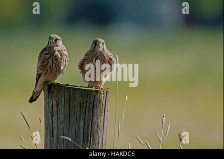 Deux mineurs crécerelle (Falco tinnunculus) en haut d'un poteau avec un bokeh vert dans l'arrière-plan Banque D'Images