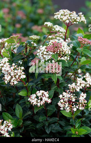 Viburnum tinus fleurs Banque D'Images