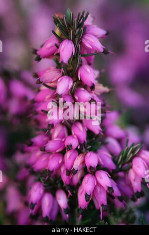 Erica darleyensis Kramers Red Banque D'Images