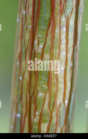 Acer conspicuum Cardinal argent détail de l'écorce Banque D'Images