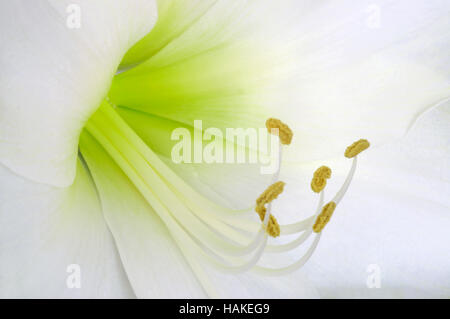 Amaryllis Ludwig Dazzler close up Banque D'Images