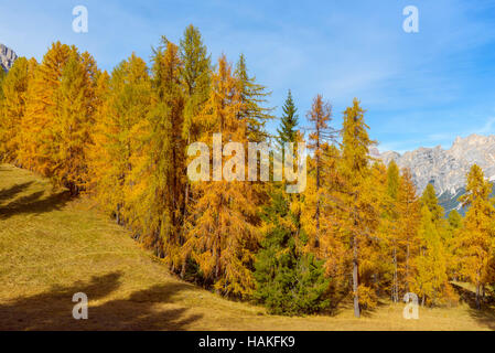 Mélèzes colorés magnifiques en automne, le Passo di Falzarego, Cortina d'Ampezzo, Dolomites, Italie, Vénétie Banque D'Images