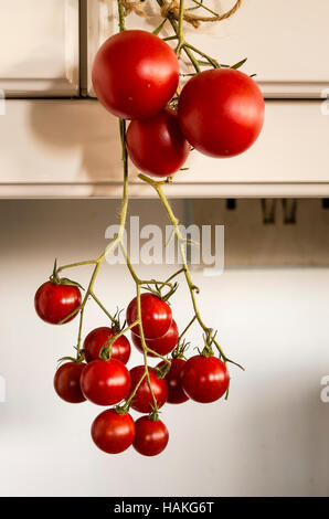 Dernière cueillette des tomates du jardin au début de l'hiver à l'intérieur de maturation Banque D'Images