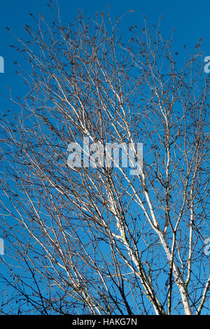 Soleil en hiver scintillant l'écorce d'un bouleau blanc Betula utilis jacquemontii var 'Silver Shadow' Banque D'Images