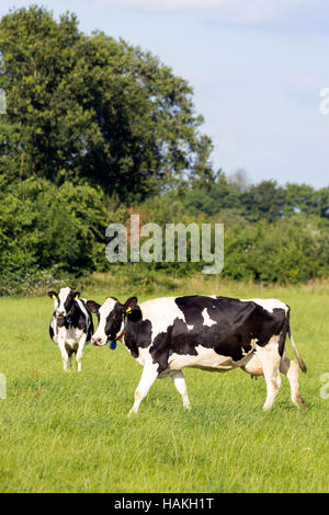 Noir et blanc frisonne Holstein vaches qui paissent dans un pâturage Banque D'Images