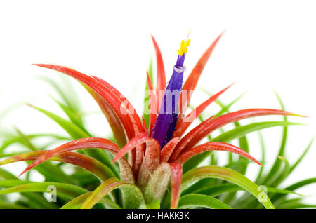 Tillandsia sur fond blanc. Banque D'Images