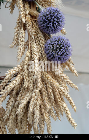 Lot de blé avec fleur, récolte en Nedelisce Croatie, le 02 juillet, 2016 Banque D'Images