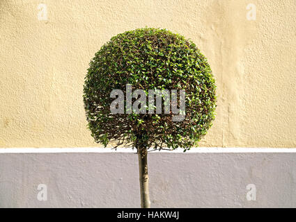 Arbre en forme de balle mignon isolé sur fond de mur Banque D'Images