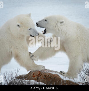 Mère et fille de l'ours polaire Spar Banque D'Images