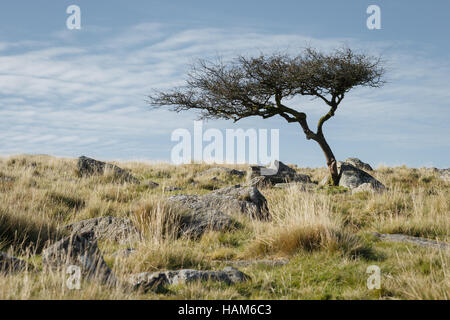 Le vent d'un arbre dans un champ Banque D'Images