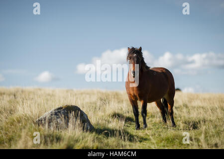 Poney Dartmoor dans les champs Banque D'Images