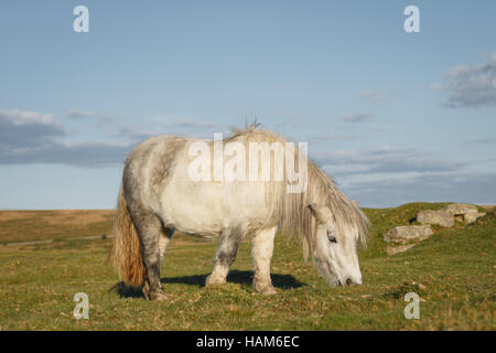 Poney Dartmoor dans les champs Banque D'Images