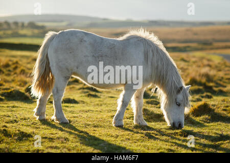 Poney Dartmoor dans les champs Banque D'Images