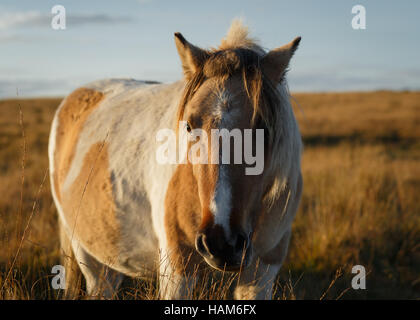 Poney Dartmoor dans les champs Banque D'Images