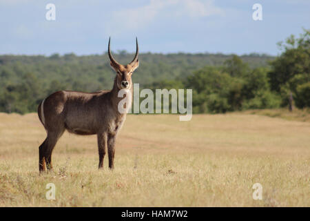 Cobe à croissant (Kobus ellipsiprymnus) en Kruger National Park Banque D'Images