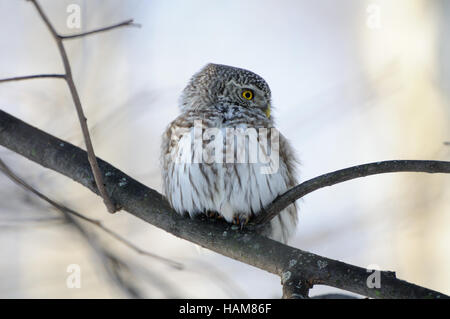 Perching Chouette naine (Glaucidium passerinum) à la direction générale. Moscou, Russie Banque D'Images