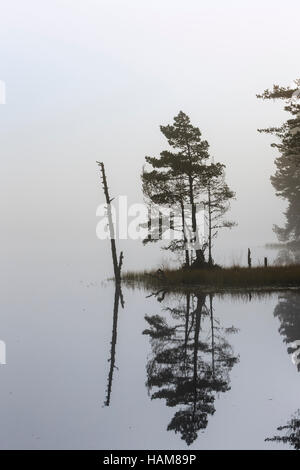 Mist et arbre sur le Loch Garten dans le Parc National de Cairngorms. Banque D'Images