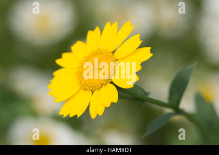 Un souci de maïs (Glebionis segetum) fleur. Banque D'Images