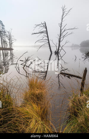 Arbre tempête sur le Loch Mallachie dans le Parc National de Cairngorms. Banque D'Images